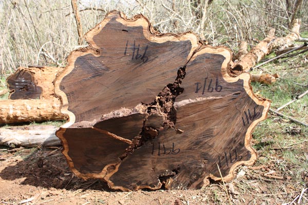 Blackwood log